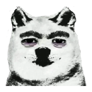 🐶