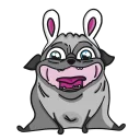 🐰