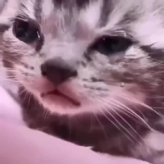 😢