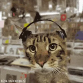😼