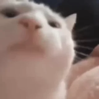 😼