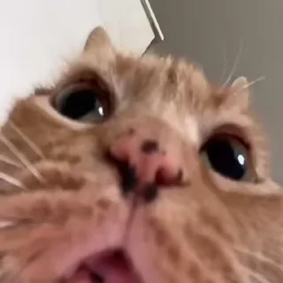 🐈