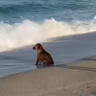 🥳