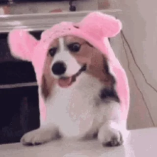 🐶