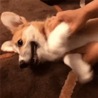 🐶