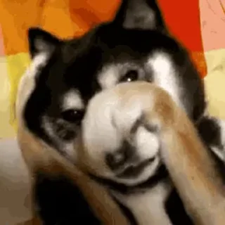 🙈