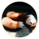 😴