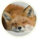 😴
